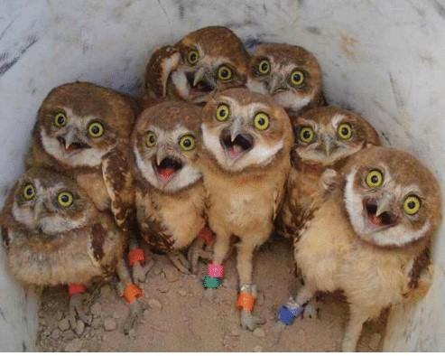 a-group-of-happily-surprised-baby-owls-35658888.jpg