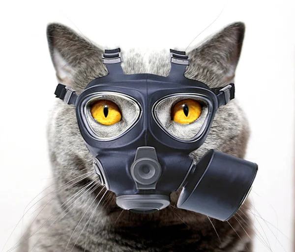 depositphotos_357453576-stock-photo-gray-cat-black-respirator-viruses.jpg