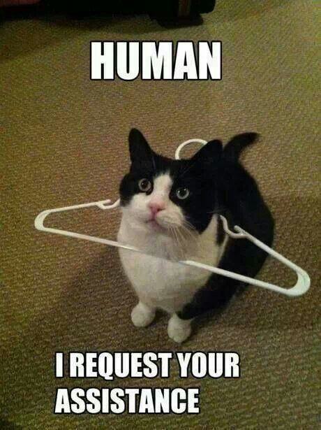 human i request your assistance.jpg