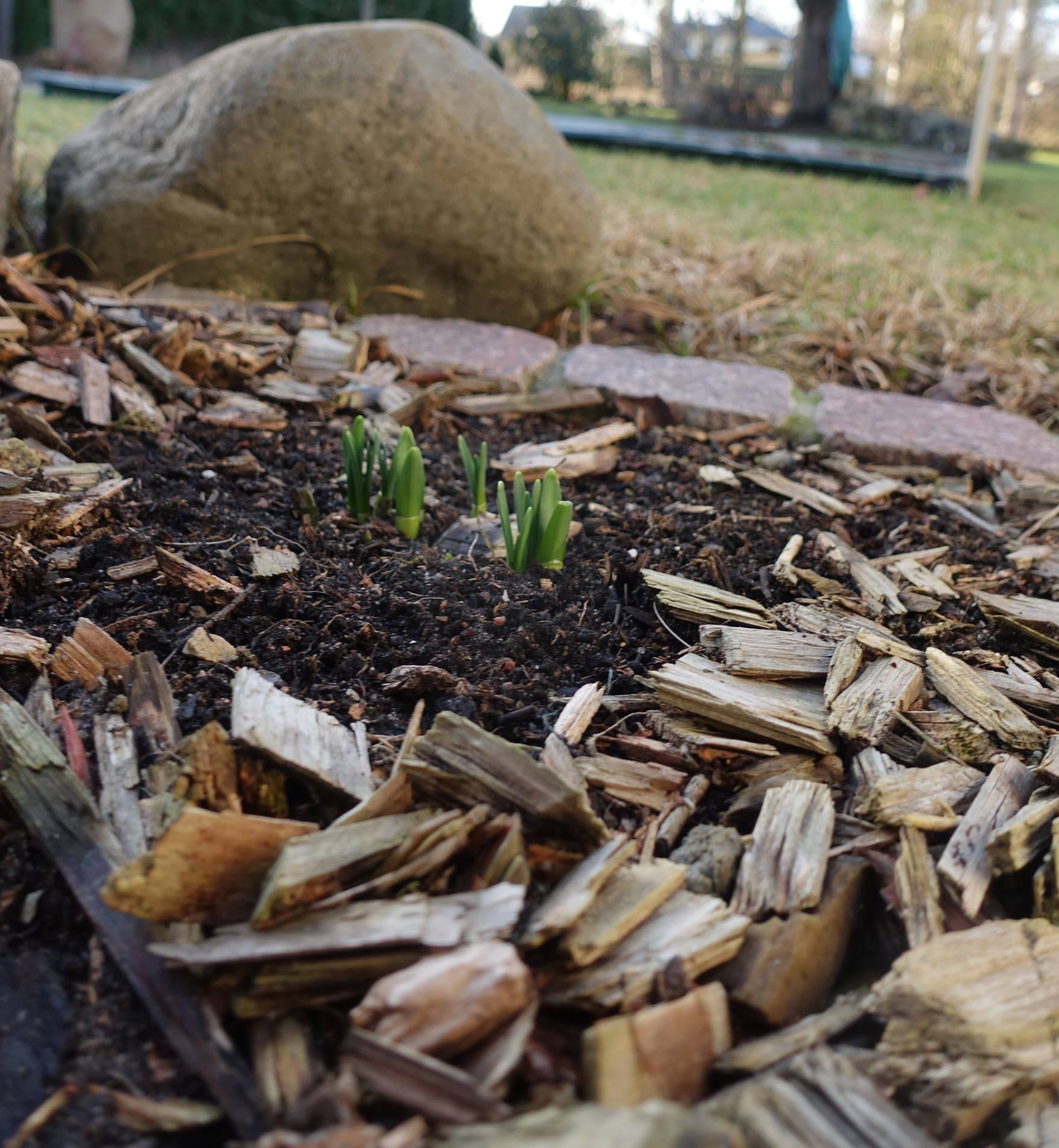 narzissen-oder-krokusse-januar.JPG