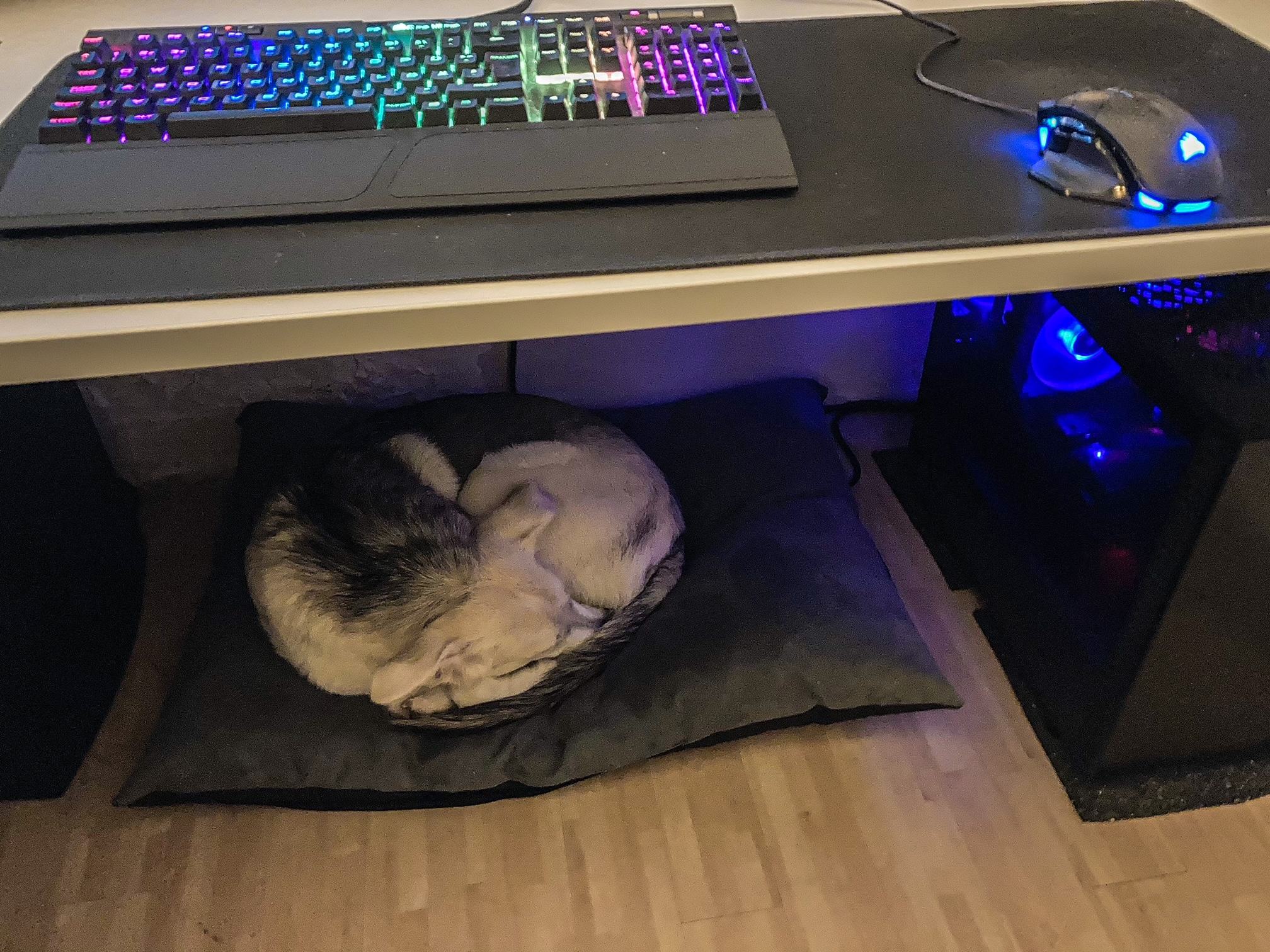 pc-hund.JPG