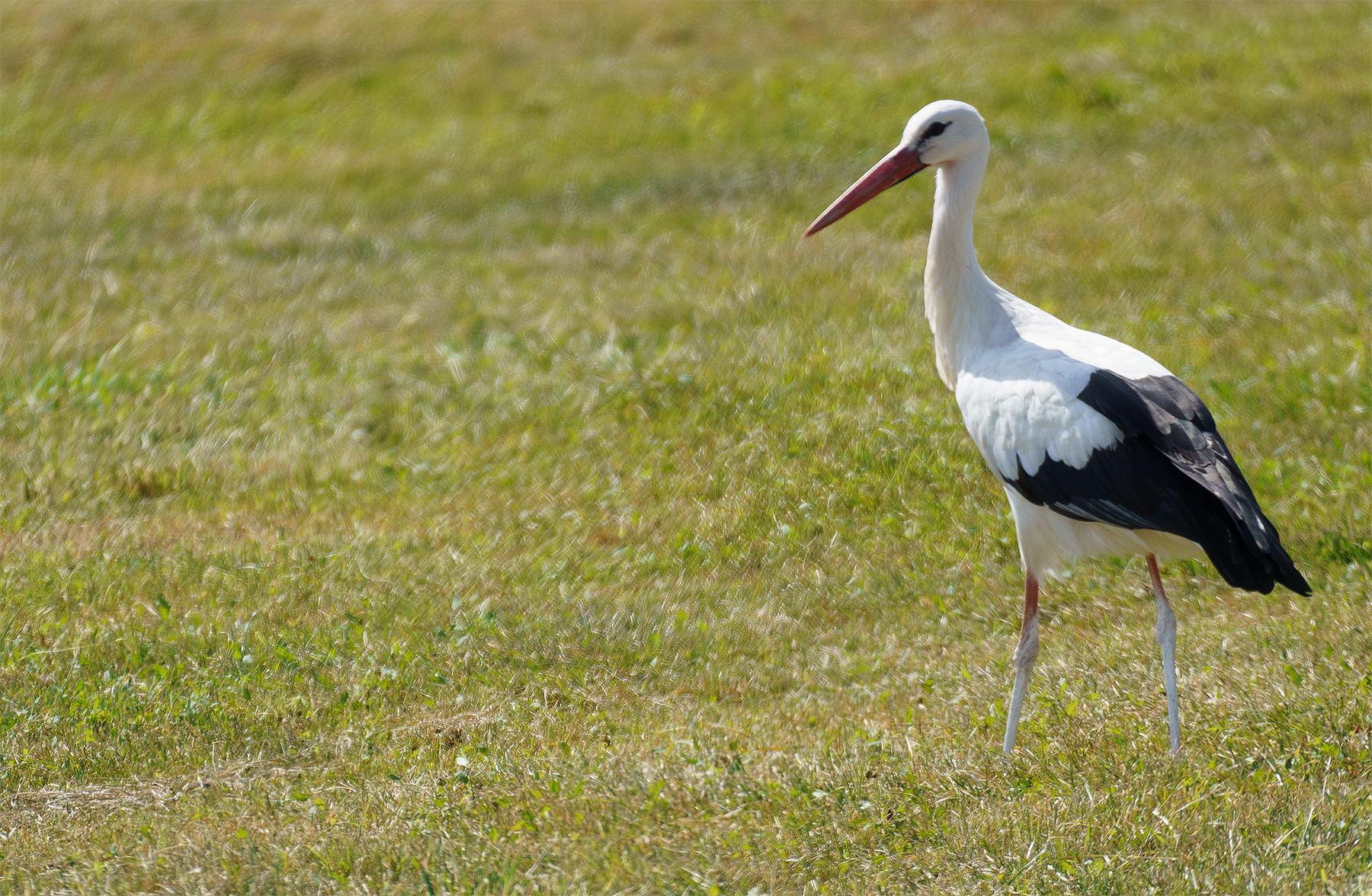 storch1.jpg