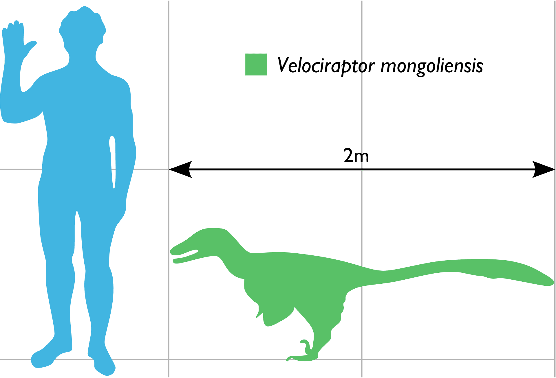 Vraptor_Scale.png