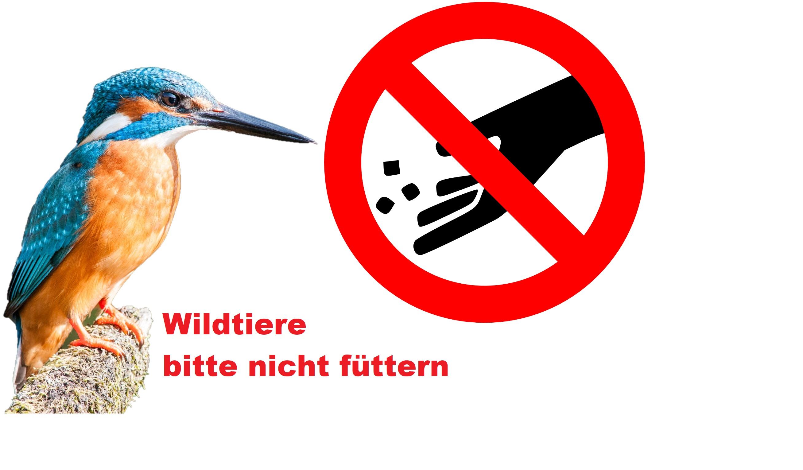 Wildtiere nicht füttern.jpg