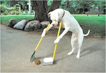 Dog-Cleaning-Poop.jpg