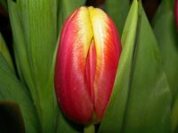 Tulpe1.jpg