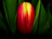 Tulpe2.jpg