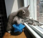 cat_awp.jpg