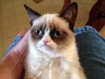 gan-grumpy-cat-112612-1-4_3_r560.jpg