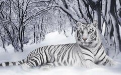 Desktophintergrundbild_Schnee-Tiger.JPG