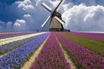 Purple-And-Blue-Flower-Field-485x728.jpg