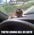 slow-down-scared-cat-car-meme.jpg