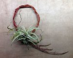 Tillandsia-wreath.jpg