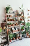 spruce-ladder-plant-shelves-shelf-botany-gardenista.jpg