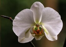 Orchidee1.jpg