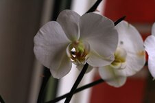 Orchidee2.jpg