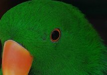 green Bird1.jpg