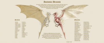 Anatomica Draconis.png