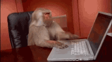 monkey-keyboard.gif