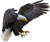 american-eagle-transparent-background-prussiaart-4.png