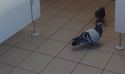 IMG_20250428_083606.jpg