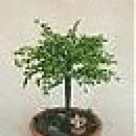 ew|bonsai