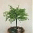 ew|bonsai