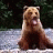 BigBearHL