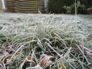 Gerade bei kühlen Temperaturen lohnt der frühe Gang nach draußen, Raureif sorgt für einen ganz eigenen Charme