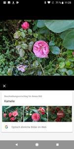 Noch arbeitet Google Lens nicht zuverlässig