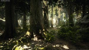 Wald Texturen und 3D-Modelle von MAWI United