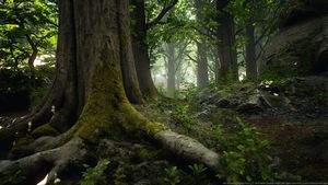 Wald Texturen und 3D-Modelle von MAWI United