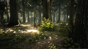 Wald Texturen und 3D-Modelle von MAWI United