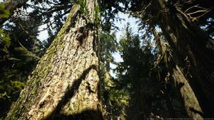 Wald Texturen und 3D-Modelle von MAWI United