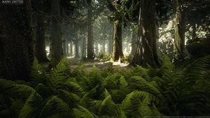 Wald Texturen und 3D-Modelle von MAWI United