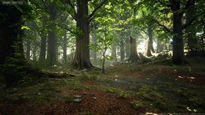 Wald Texturen und 3D-Modelle von MAWI United