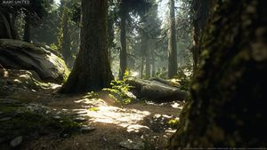 Wald Texturen und 3D-Modelle von MAWI United